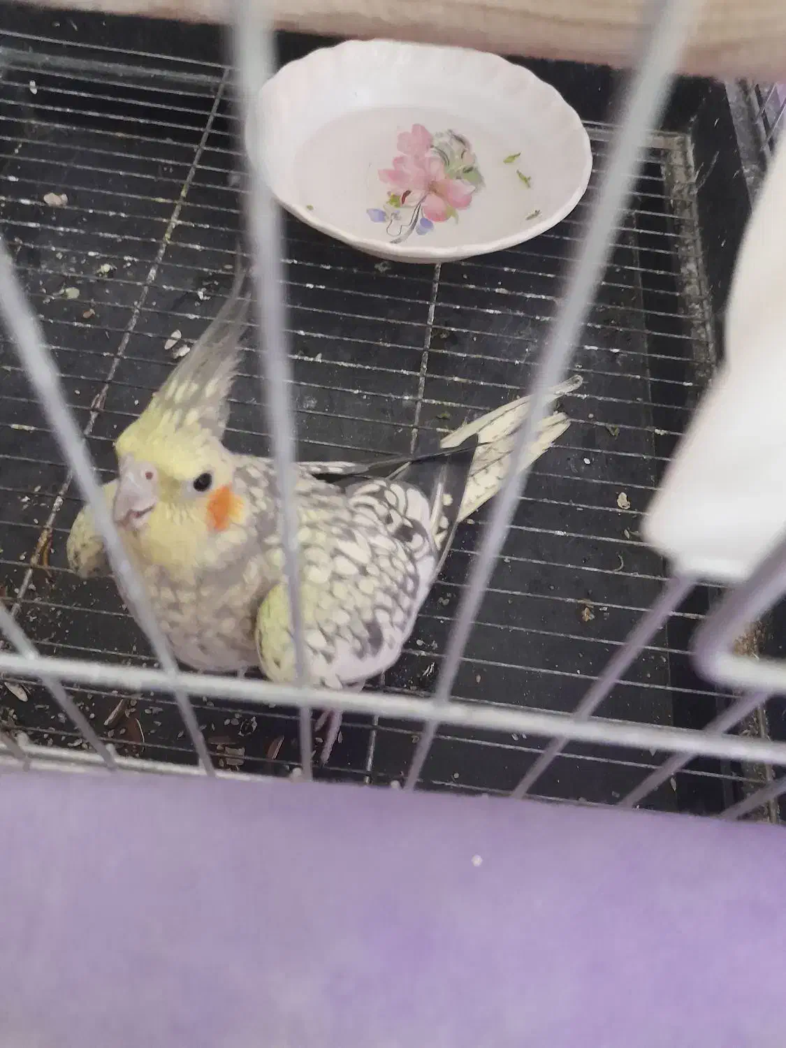 پرنده|پرنده|الوند, |دیوار