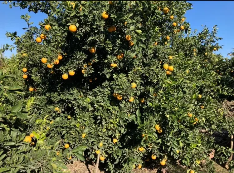 پرتقال تامسون و خونی|عمدهفروشی|گرگان, |دیوار