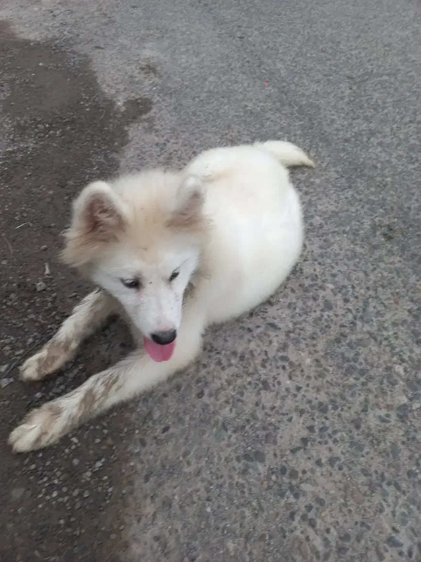 واگذاری رایگان سگ ساموئد|سگ|لنگرود, |دیوار