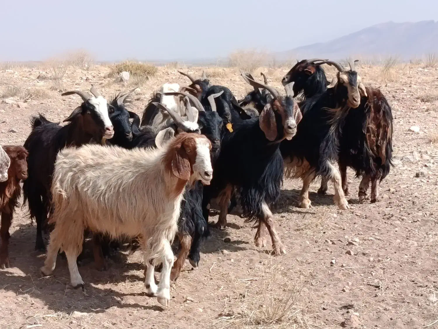 بز داشتی|حیوانات مزرعه|سده (فارس), |دیوار