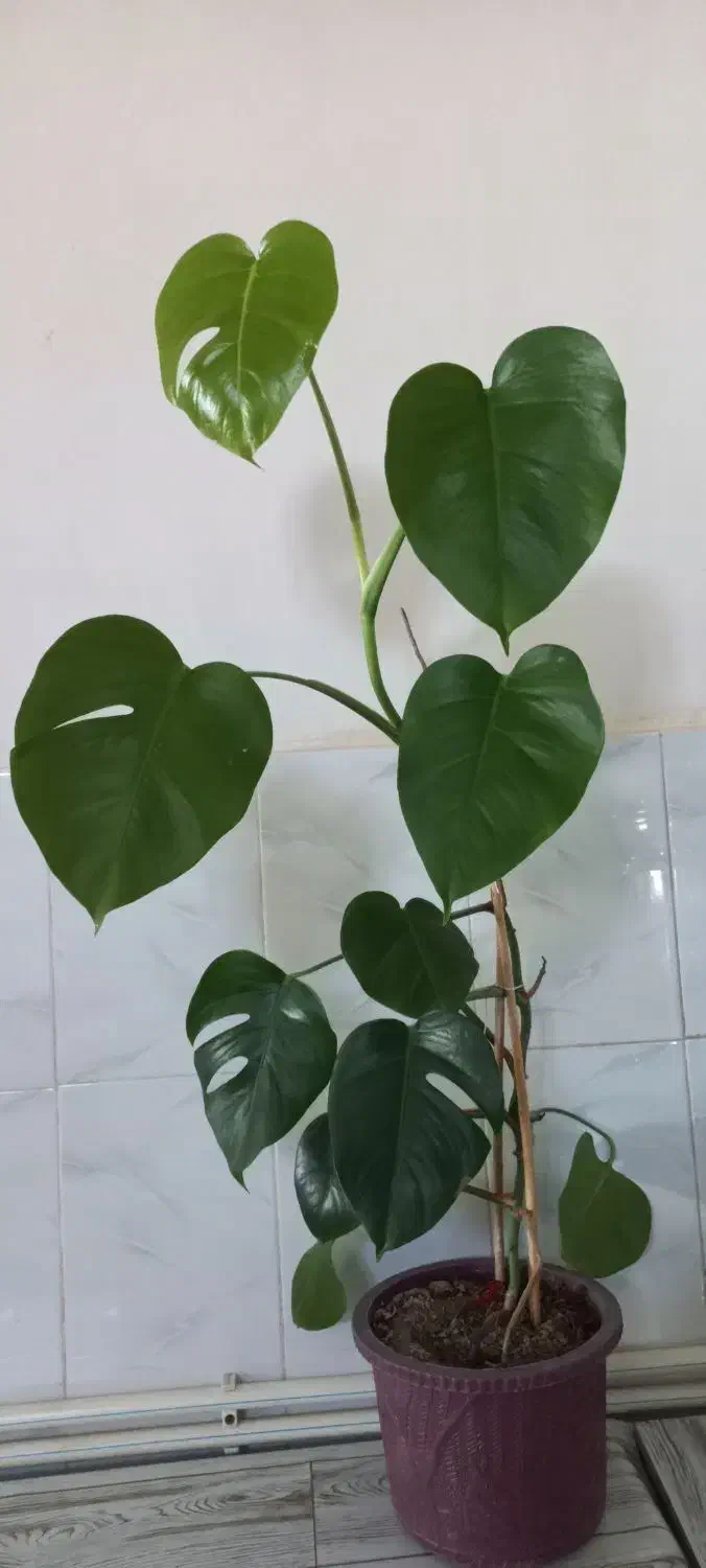 گل طبیعی برگ انجیری|گل و گیاه طبیعی|اهر, |دیوار