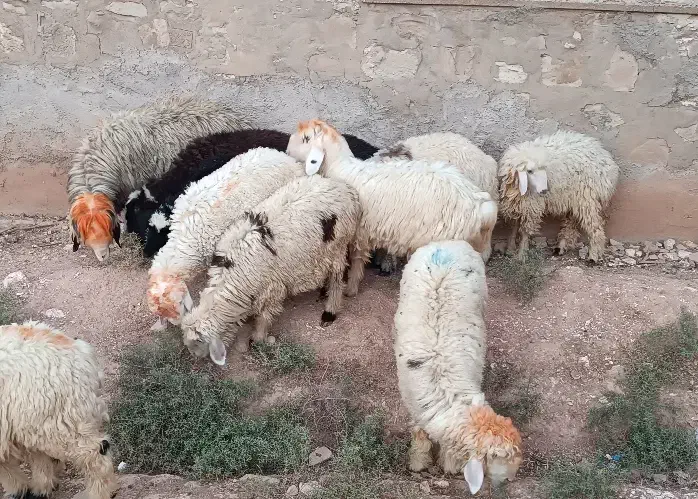 بره پرواری|حیوانات مزرعه|مسجد سلیمان, |دیوار