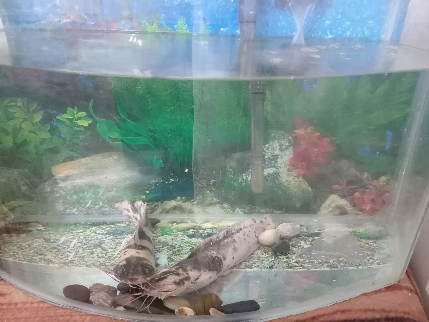 ماهی گوشتخوار ولجنخوار وتمام وسایل|ماهی|زنجان, |دیوار