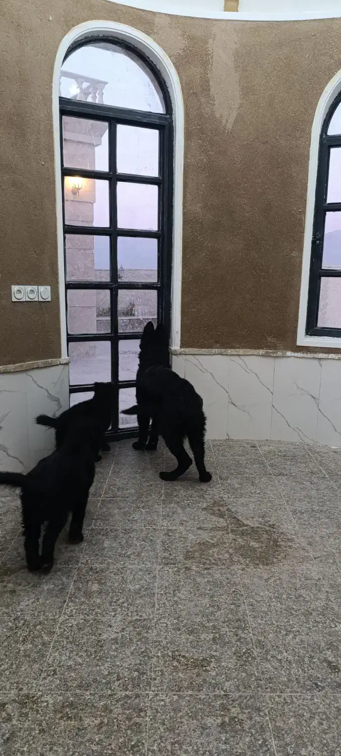 توله ژرمن بلک|سگ|ماهان, |دیوار