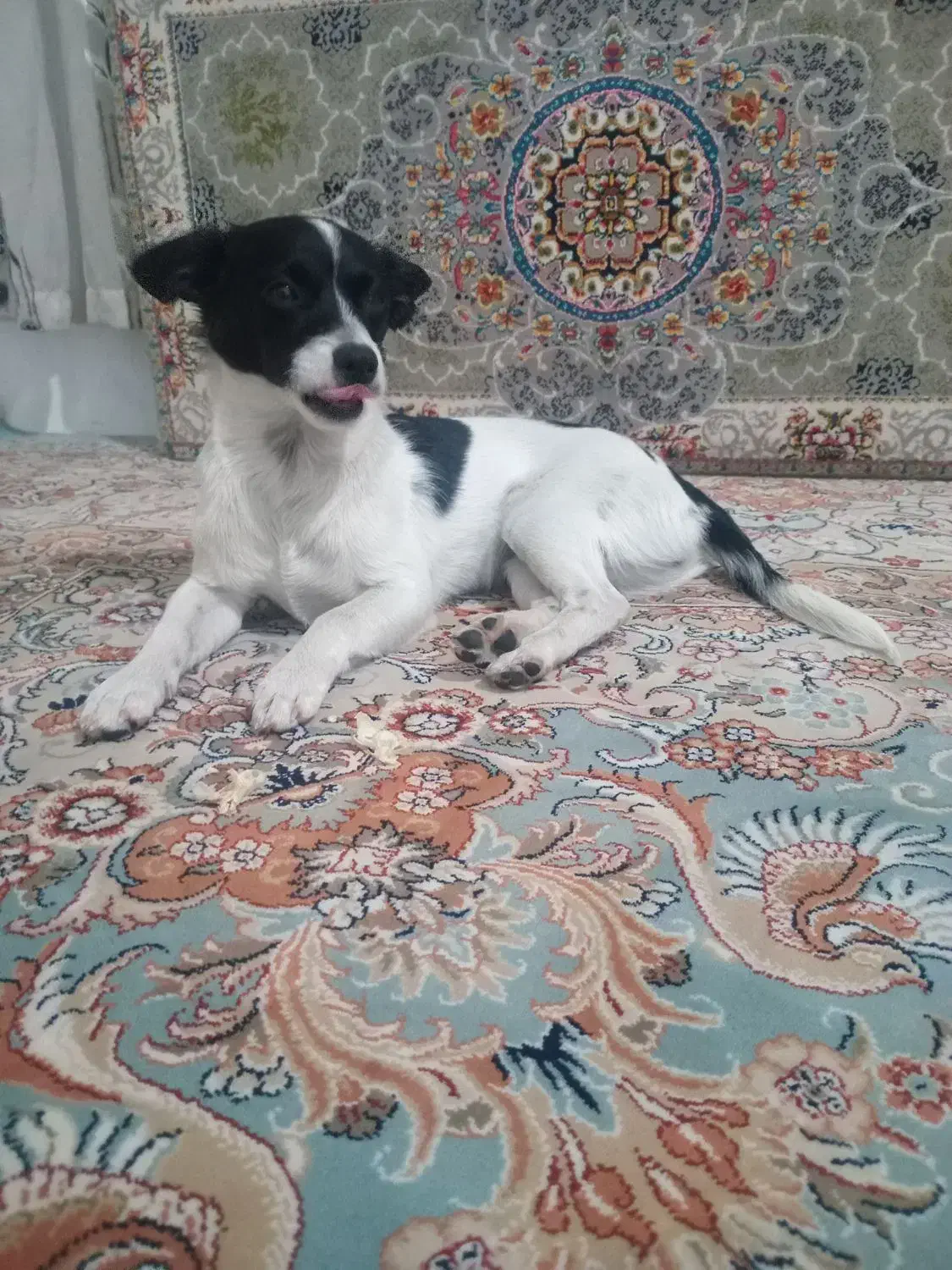 سگ پیداشده|حیوانات|مشکیندشت, |دیوار