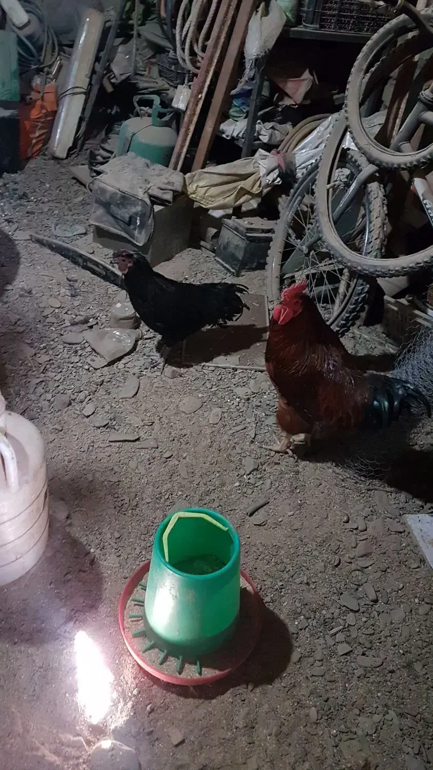 خروس و مرغ محلی و ایام سمانی|حیوانات مزرعه|طرقبه, |دیوار