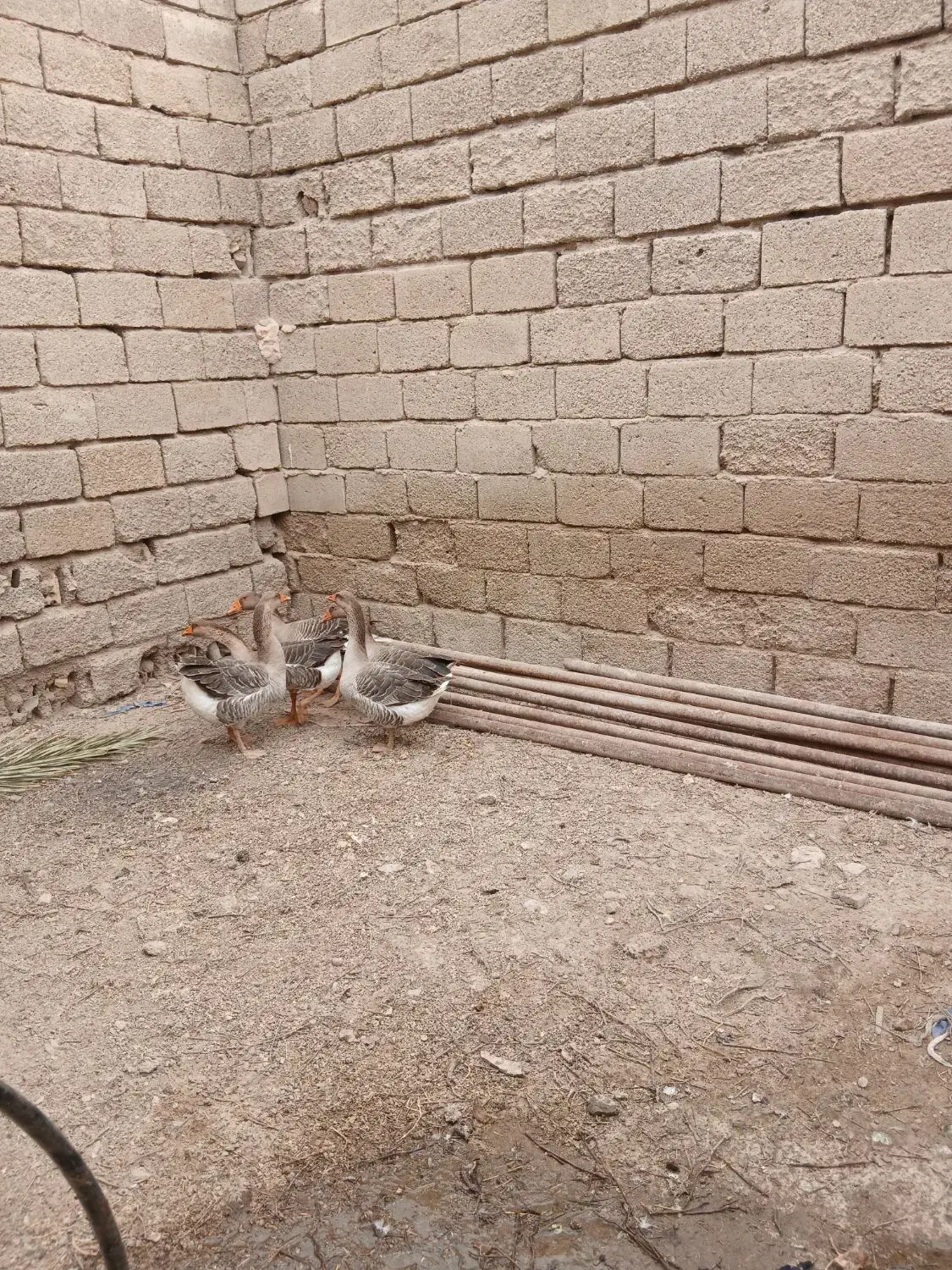 شادگان|حیوانات مزرعه|شادگان, |دیوار