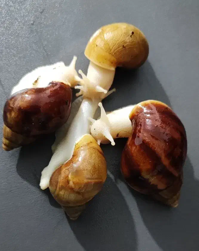 فروش حلزون|خزنده|جهرم, |دیوار