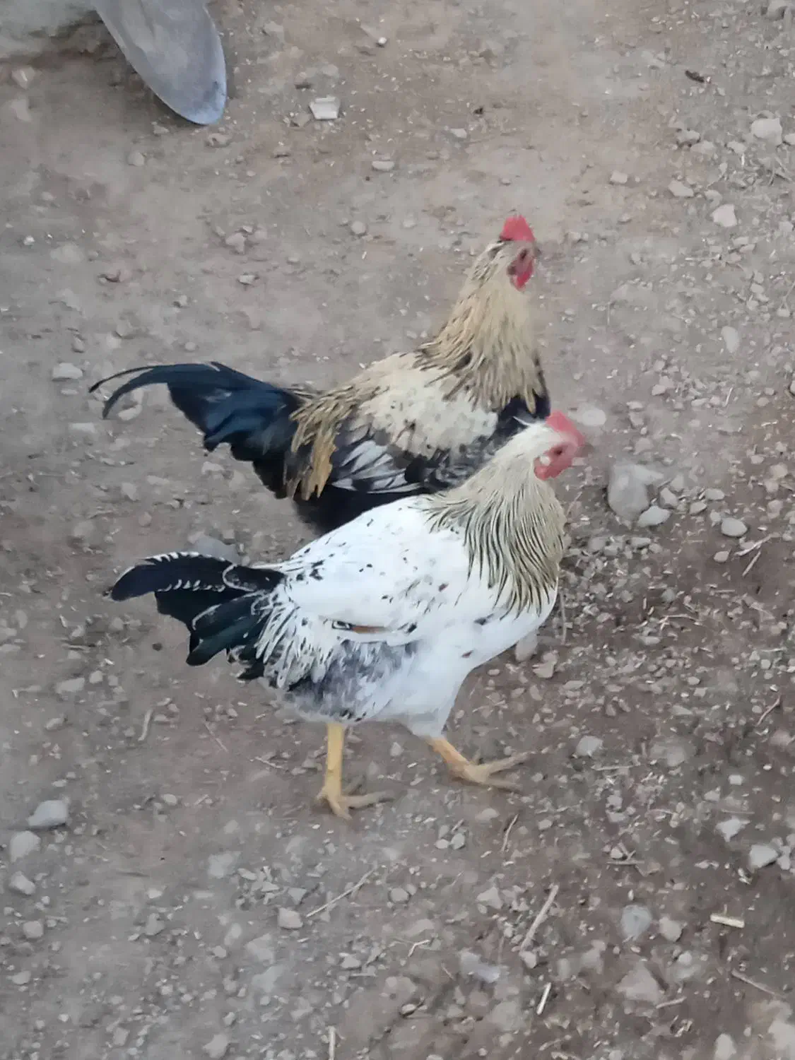 فروش 7عدد خروس محلی سالم|حیوانات مزرعه|بیستون, |دیوار