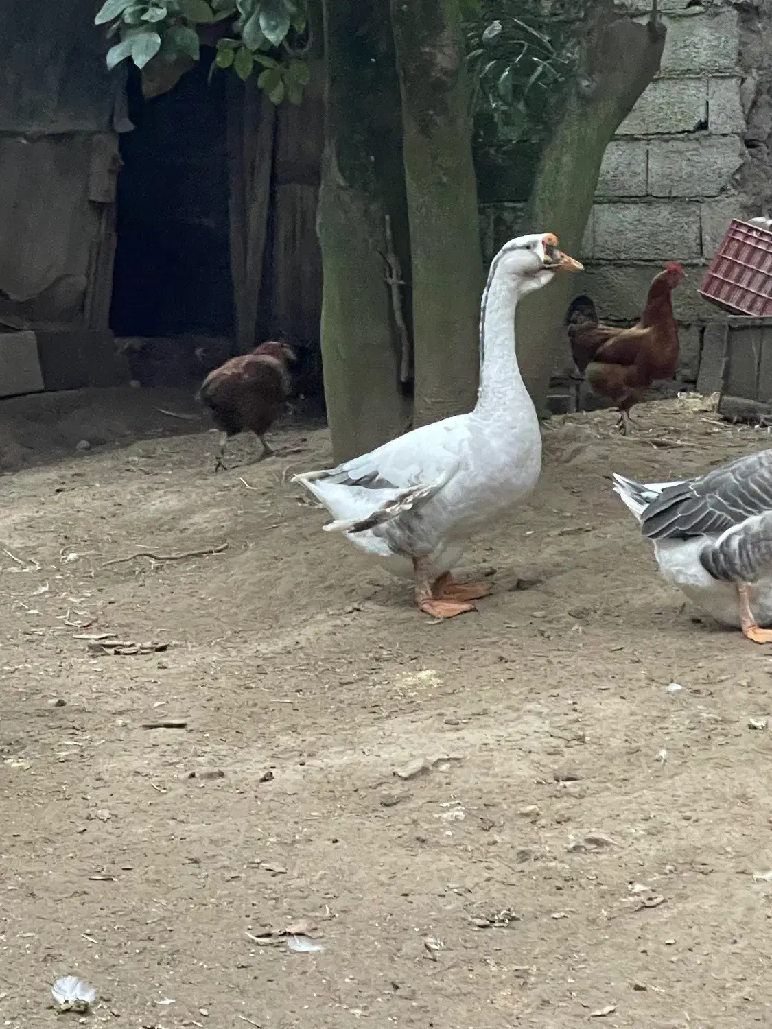 غوغاز|حیوانات مزرعه|لنگرود, |دیوار