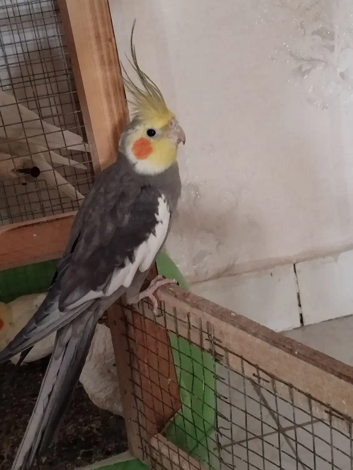 عروس هلندی نر|پرنده|محمدیه-قزوین, |دیوار