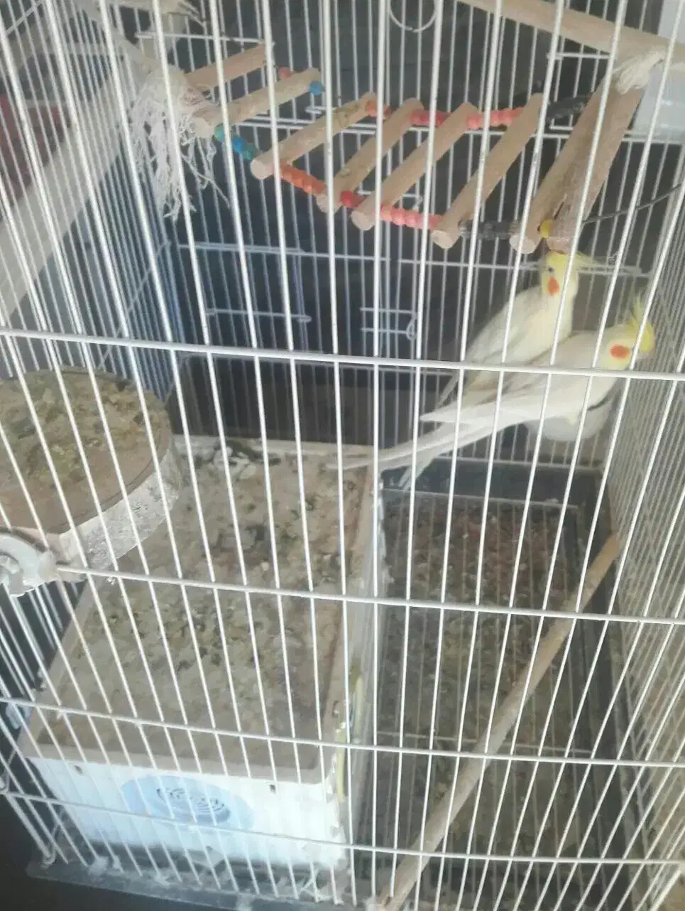 یک جفت عروس هلندی لوتینو بازیگوش|پرنده|ایلام, |دیوار