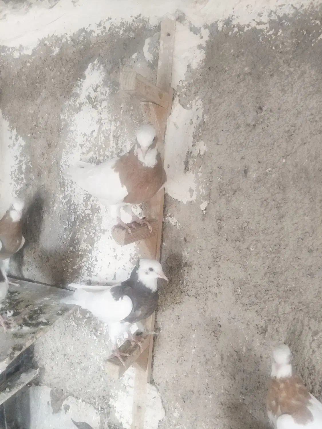 طوقی طوق زرد طوق سرخ کله سینه|پرنده|شیراز, کوشک میدان|دیوار