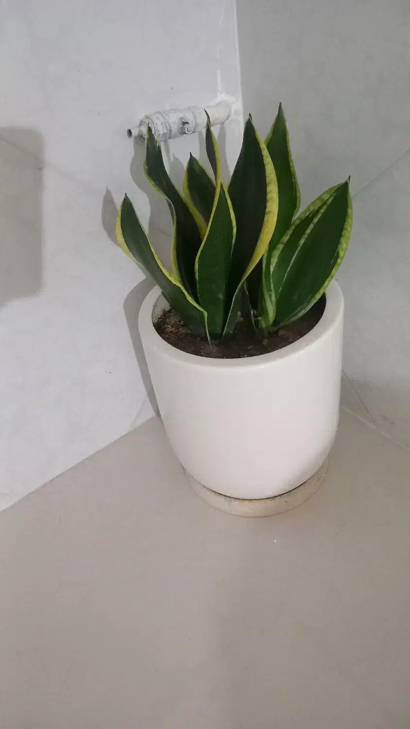 گل گلدان زیبا|گل و گیاه طبیعی|بیجار, |دیوار