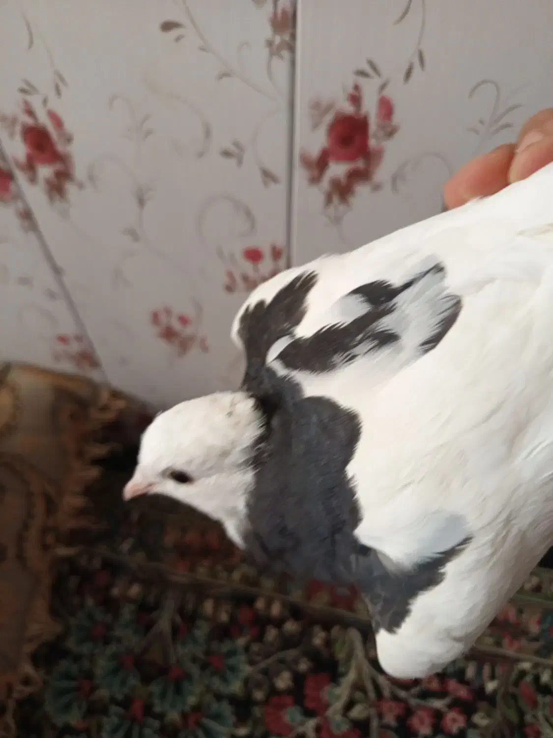 پرنده|پرنده|زرند, |دیوار