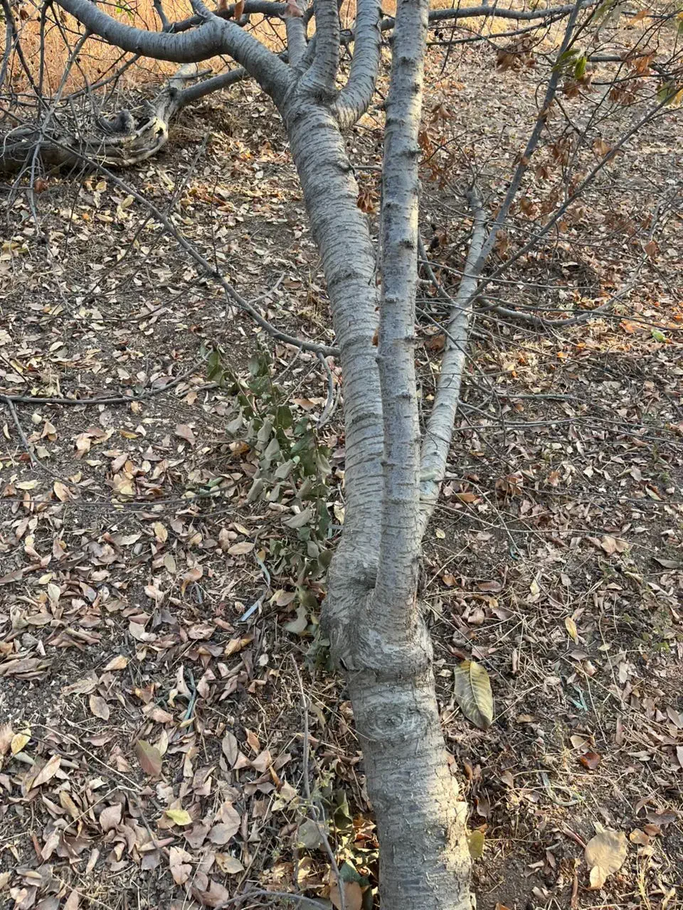 سلام خریدار چوب به بالاترین قیمت تسویه پای باسکول|خدمات باغبانی و درختکاری|نظرآباد, رسالت|دیوار