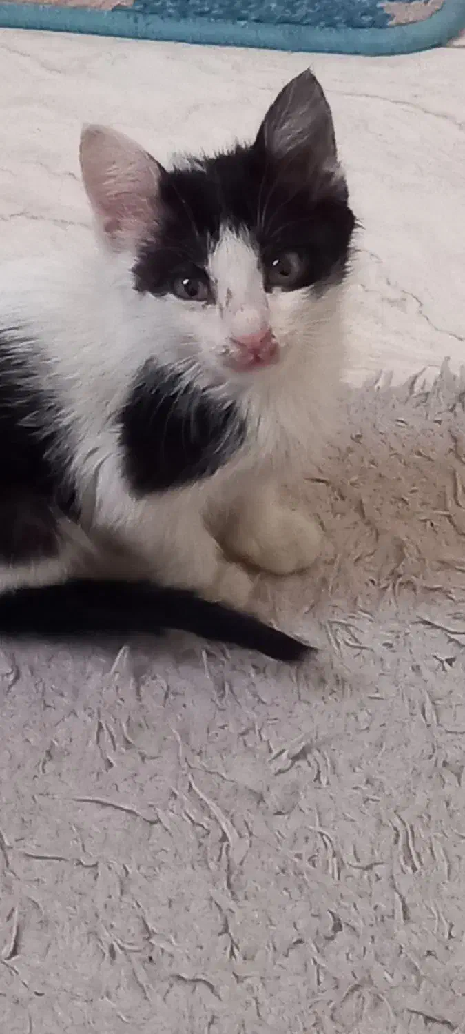 گربه نر خیلی دستی و مهربون|گربه|کرج, اصفهانی‌ها|دیوار