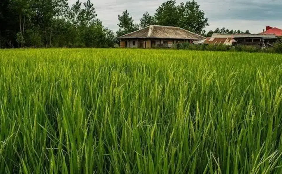 زمین کشاورزی|فروش دفتر صنعتی، کشاورزی، تجاری|خمام, |دیوار