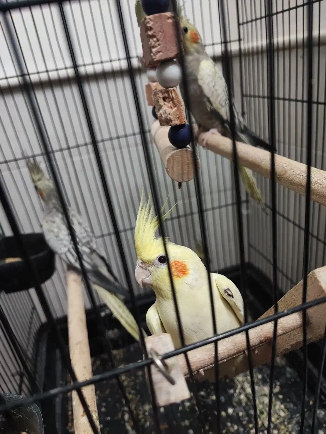 جوجه مرغ عروس|پرنده|آران و بیدگل, |دیوار