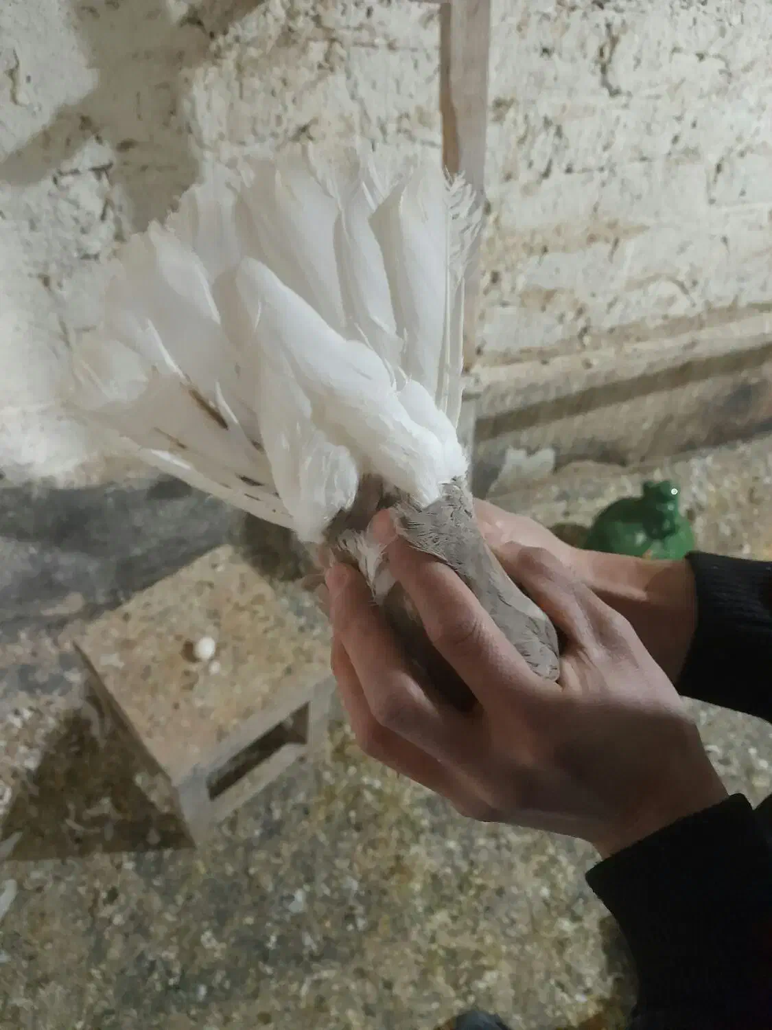 عروسگ|پرنده|قم, چهار مردان|دیوار