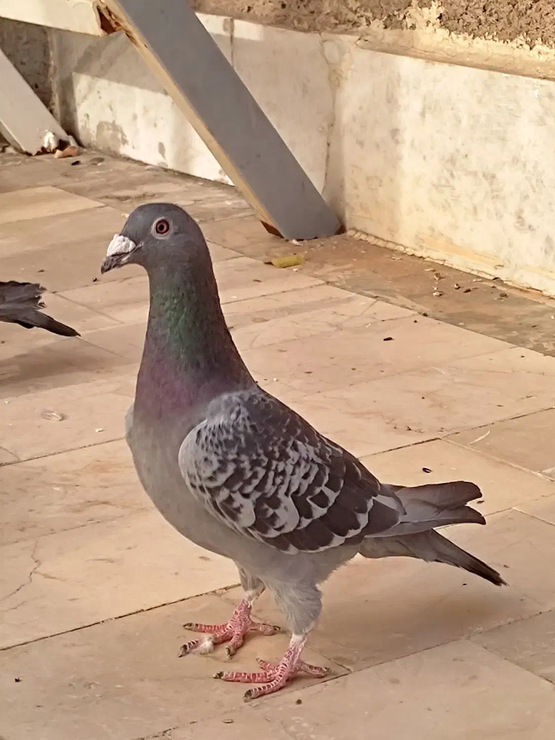 کبوتر سبز آلمانی پلاکی مسافتی جفتگاه پرشی|پرنده|مشهد, کارمندان دوم|دیوار