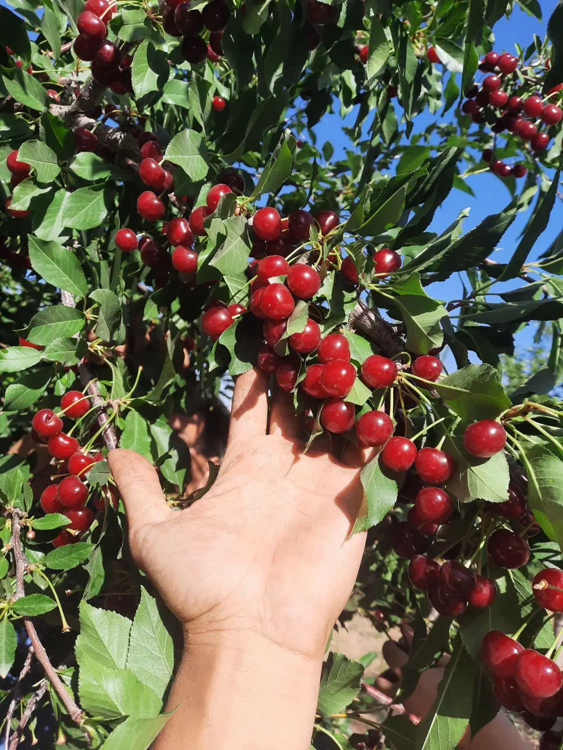 فروش ویژه نهال آلبالو اسرائیلی|خدمات باغبانی و درختکاری|صومای برادوست, |دیوار