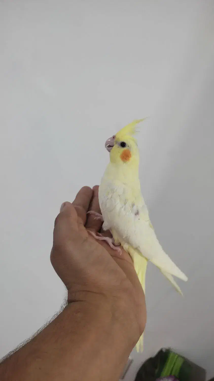 عروس هلندی|پرنده|مشهد, شهید قربانی|دیوار