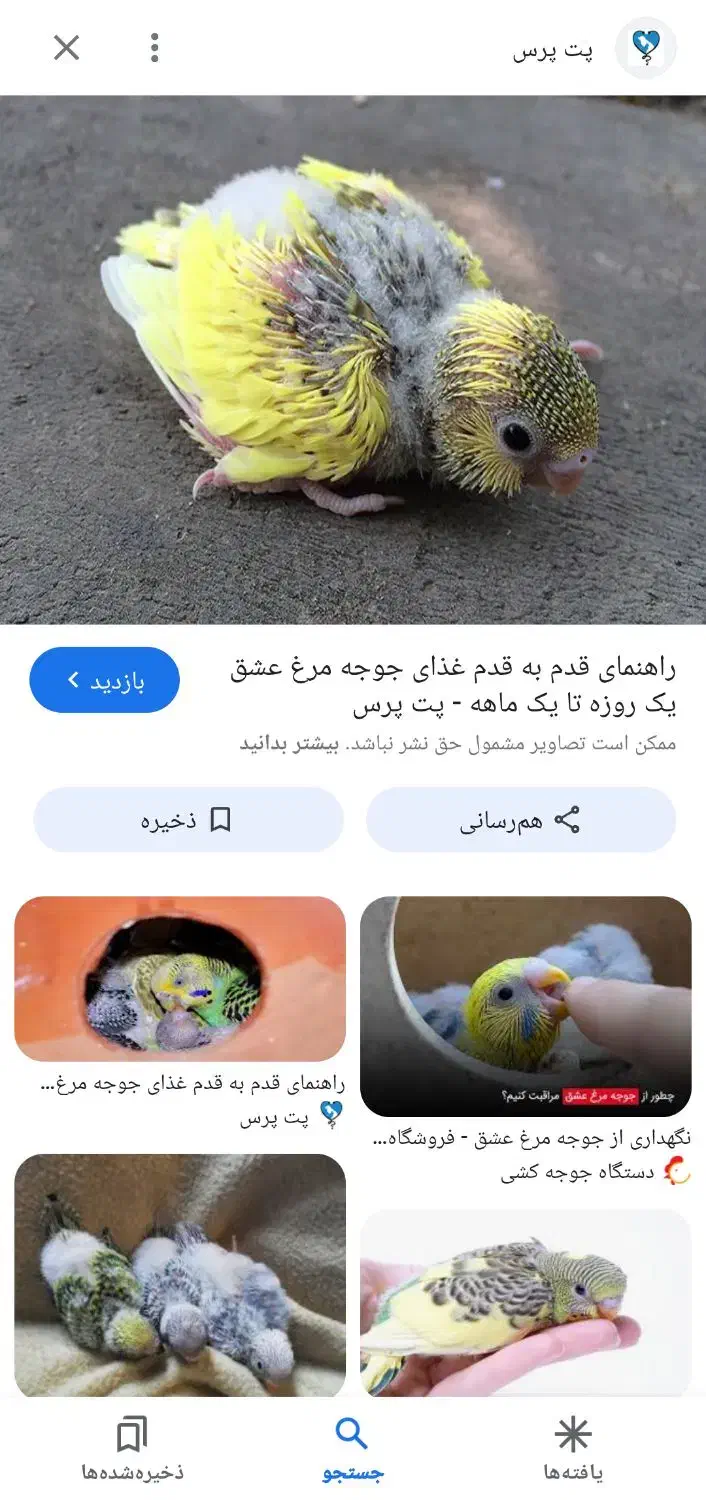 جوجه مرغ عشق|حیوانات|کرمانشاه, |دیوار