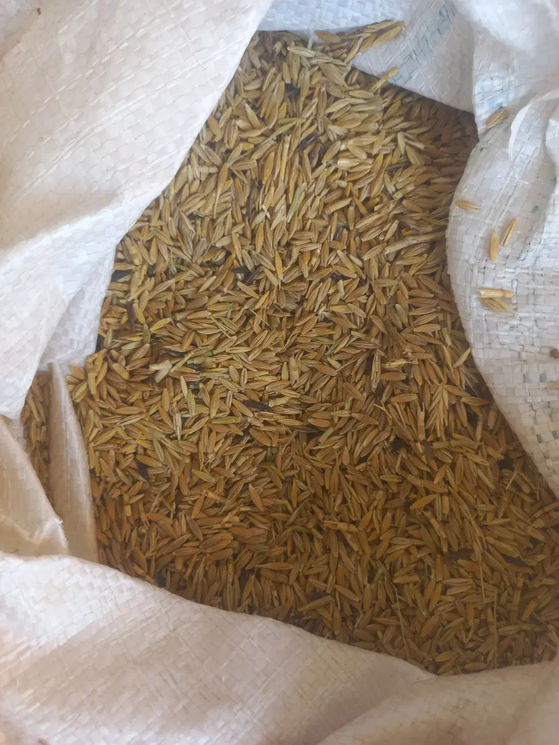 16کیسه جو محلی برا کاشت سه راه قاسم اباد|حیوانات مزرعه|اندیکا, |دیوار