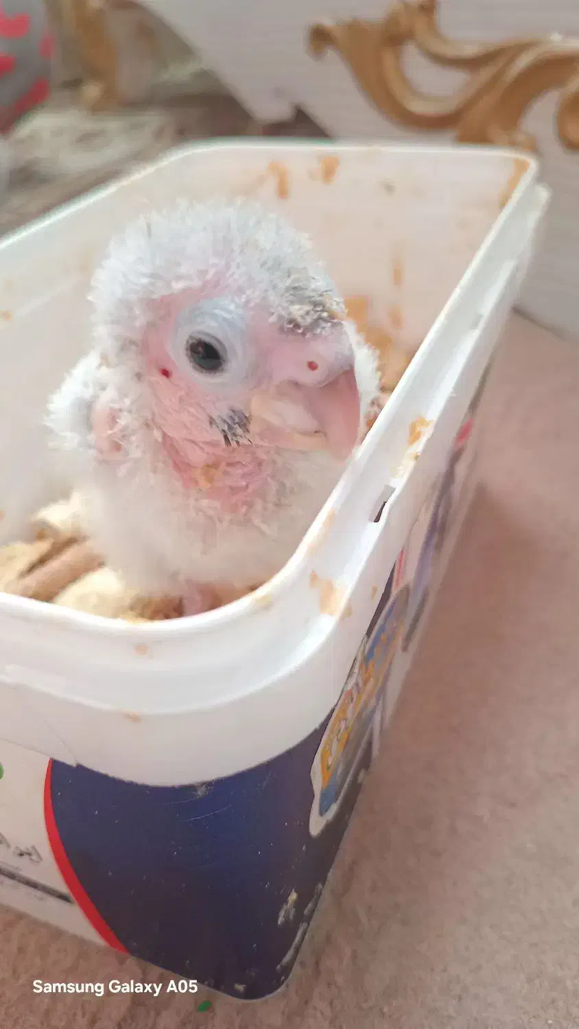 عروسک|اسباببازی بچه|میبد, |دیوار