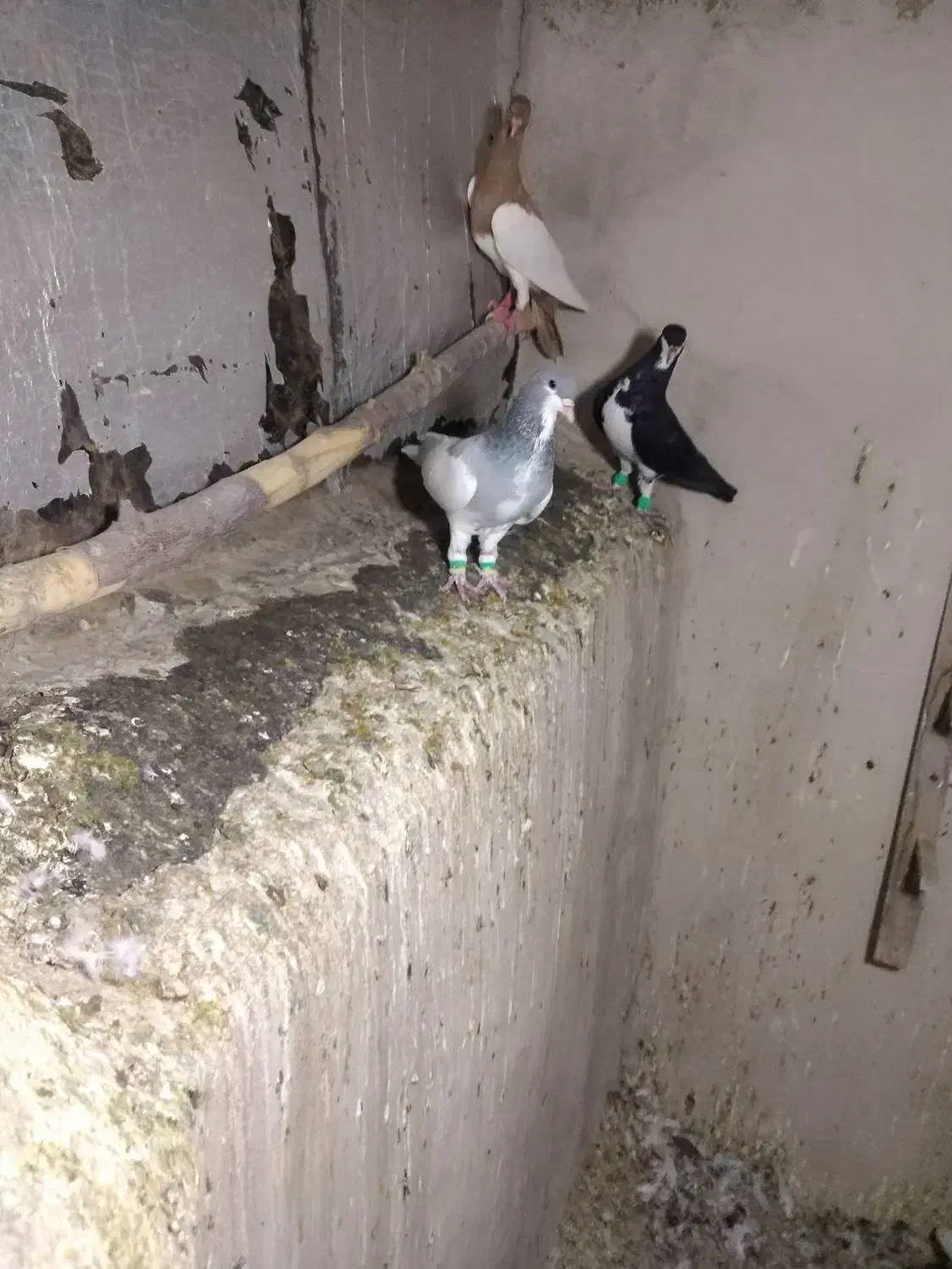 کفتر|پرنده|شیراز, حومه شیراز|دیوار