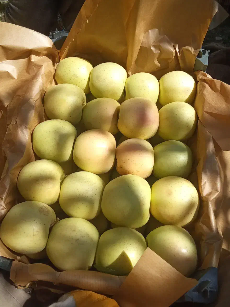 سیب‌درجه1|خوردنی و آشامیدنی|سیلوانه, |دیوار