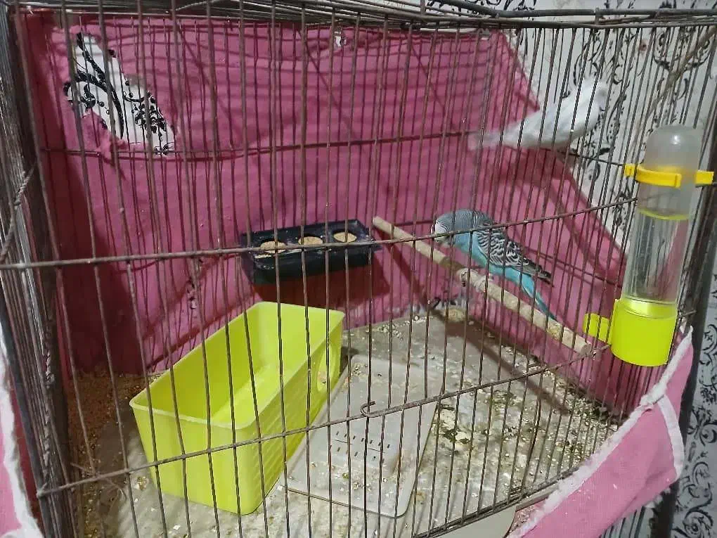 پرنده مرغ عشق|پرنده|خمینیشهر, |دیوار