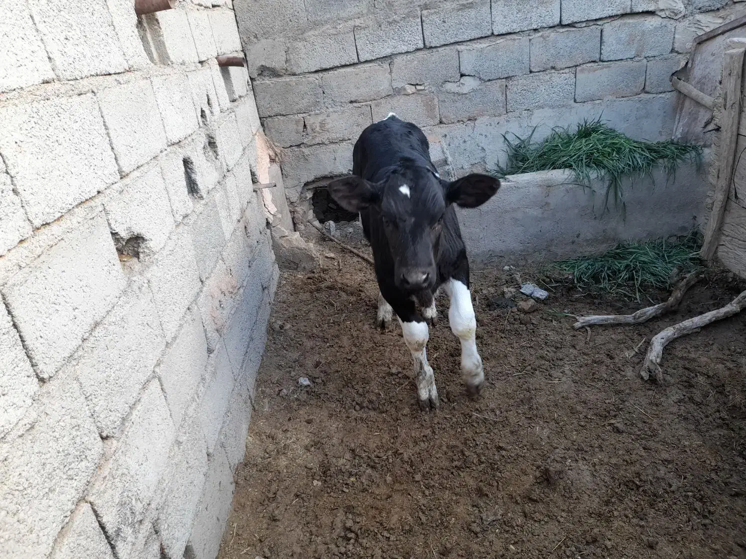 گوساله نره|حیوانات مزرعه|باشتین, |دیوار