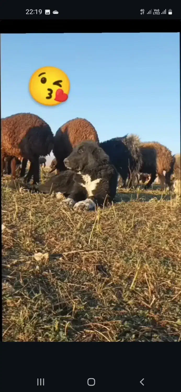 سگ قدرجونی|سگ|داران, |دیوار