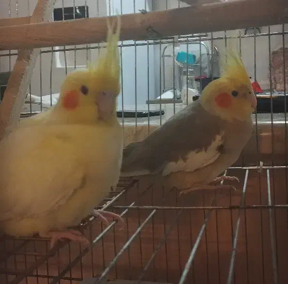 دو عروس هلندی ماده بالغ|پرنده|ری, فیروزآبادی|دیوار