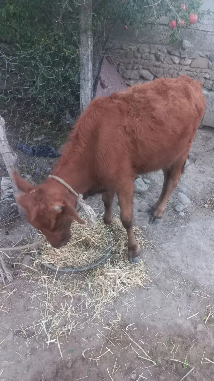 گوساله ماده|حیوانات مزرعه|خدا آفرین, |دیوار