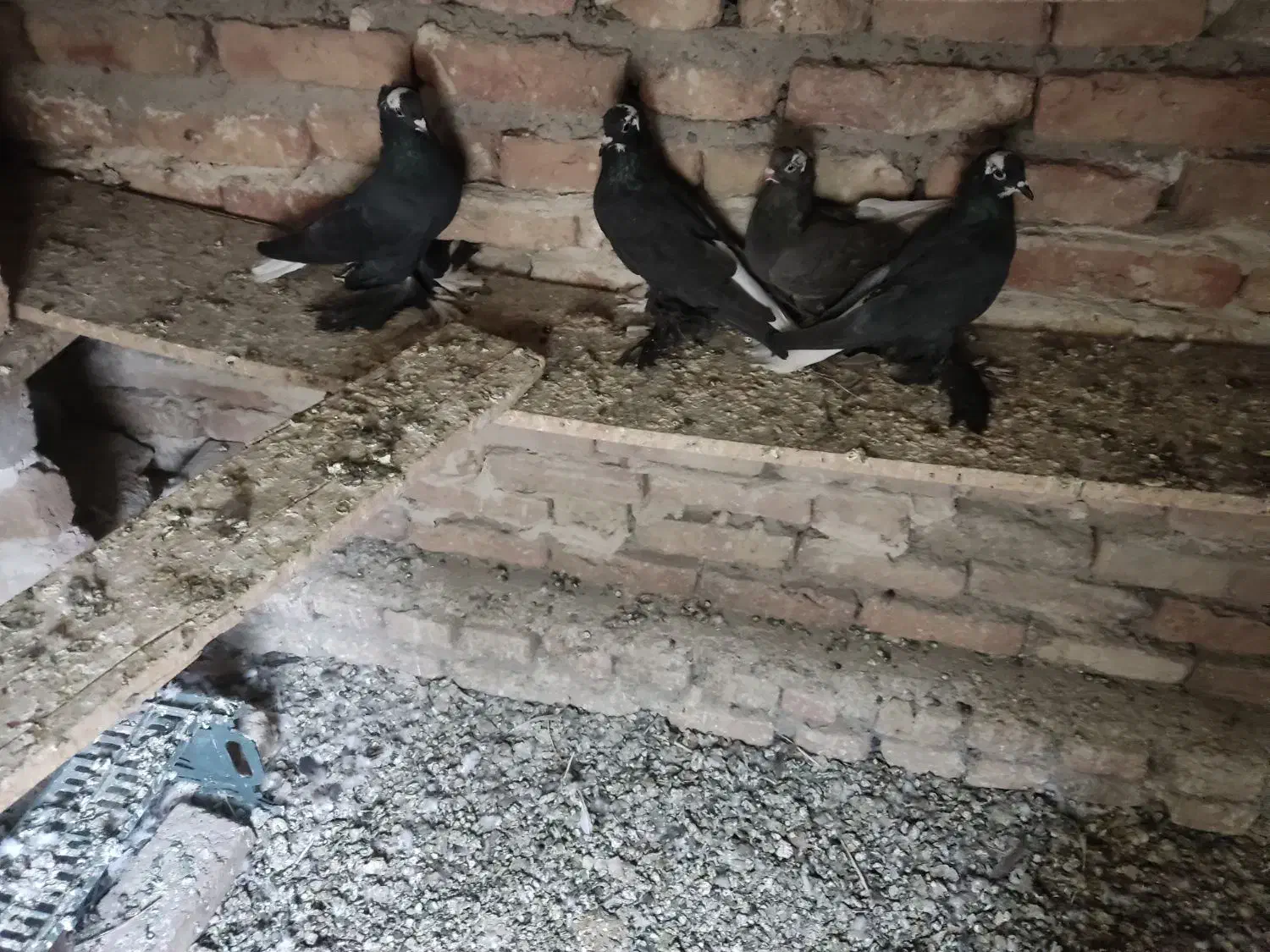 کبوتر الوان|پرنده|تبریز, |دیوار