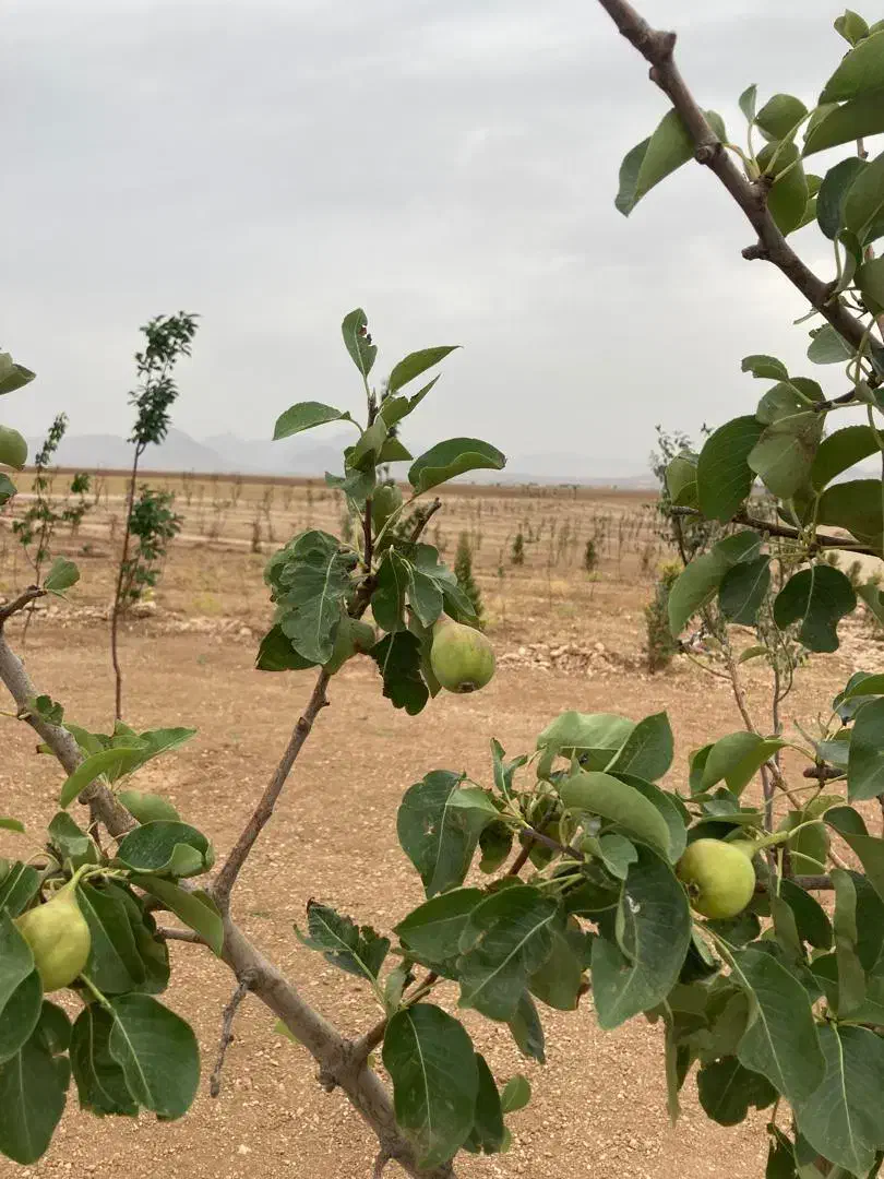 باغ دنج 800 متری با درختان مثمر|فروش دفتر صنعتی، کشاورزی، تجاری|بروجن, |دیوار