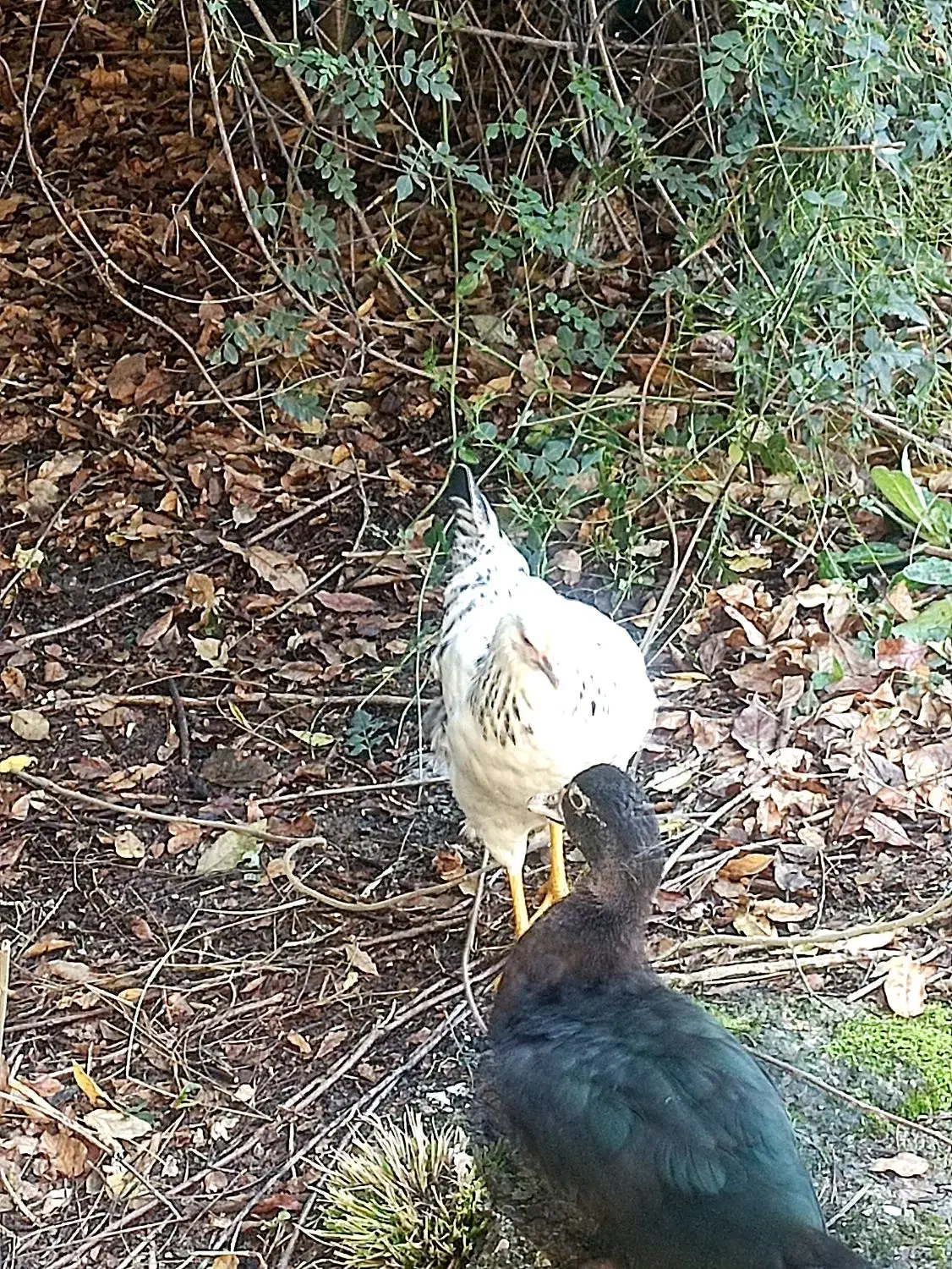 مرغ و اردک|حیوانات مزرعه|تهران, شهرک خرازی|دیوار