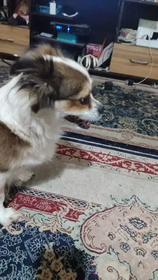 پیدا شده هاپو|حیوانات|شیراز, احمدی جنوبی|دیوار