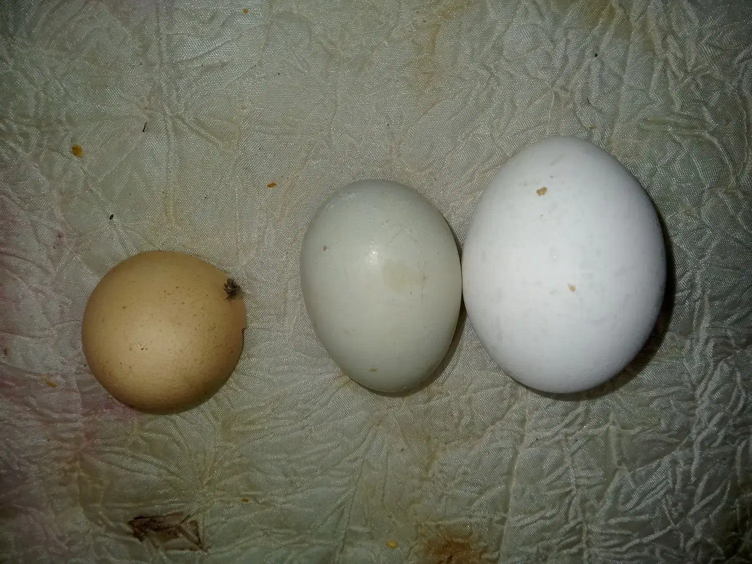 2عددمرغ ایام سمانی.تخم گذاز.|حیوانات مزرعه|رفسنجان, |دیوار