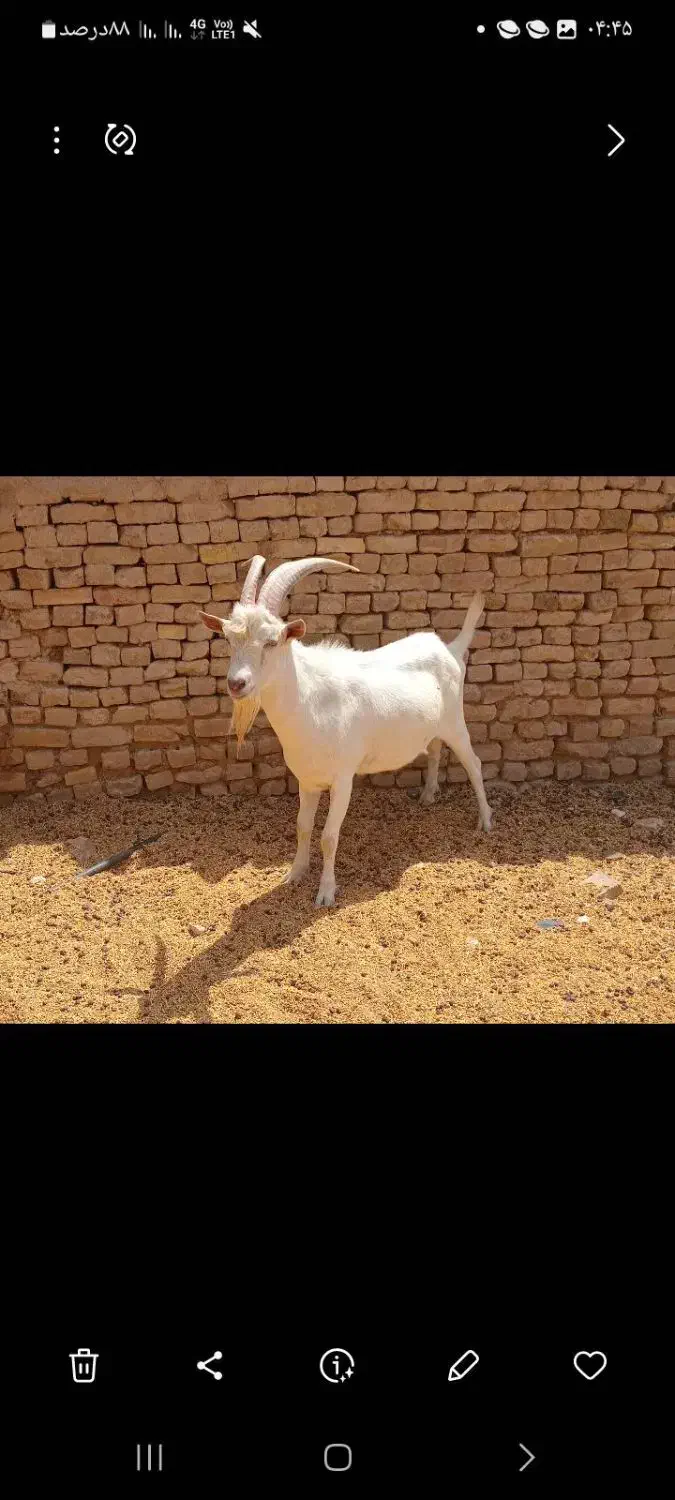 نربزسانن وبزغاله نر|حیوانات مزرعه|مشهد, کارده|دیوار