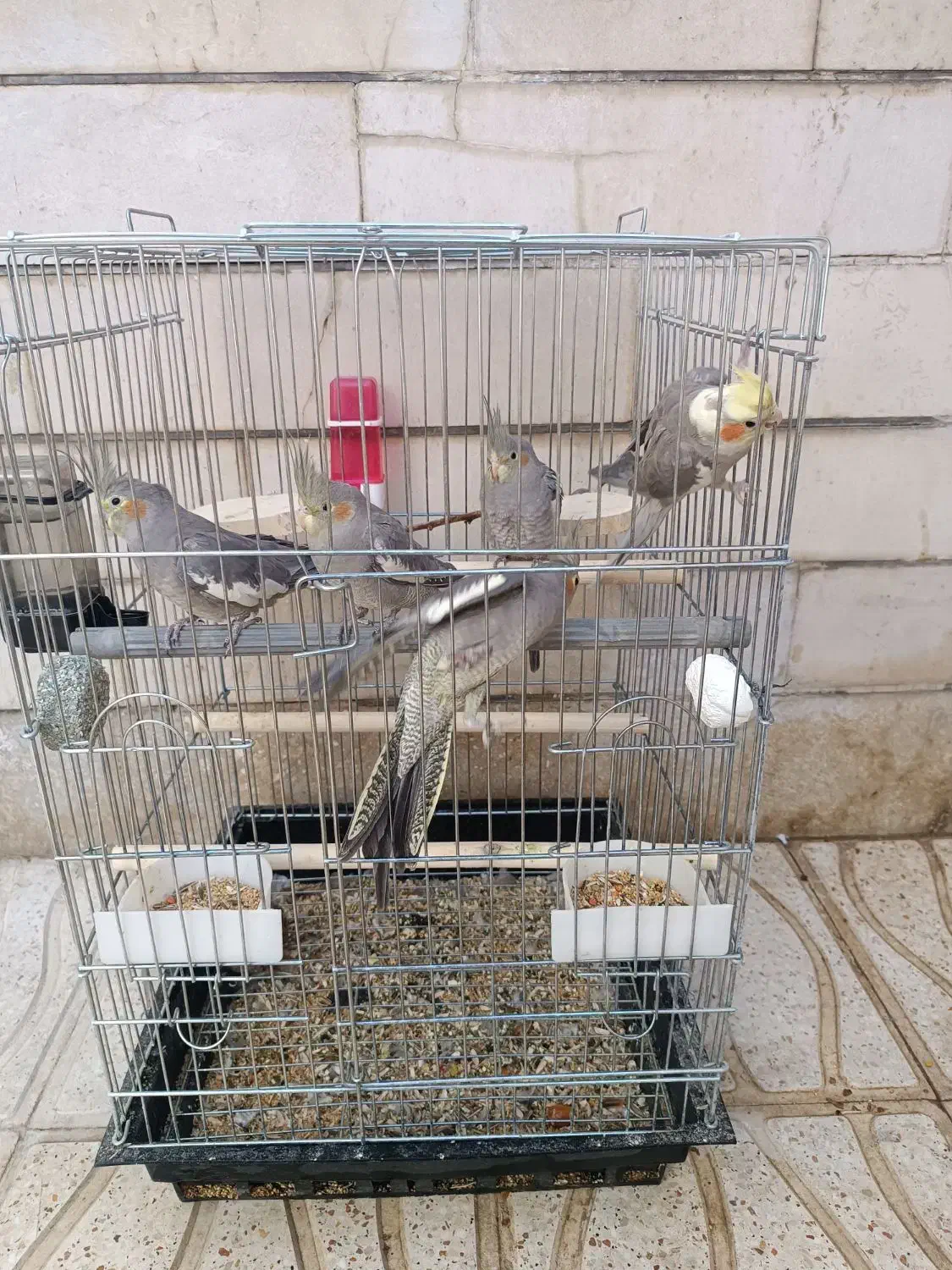 فروش ۵ عدد عروس هلندی مولد|پرنده|شهرکرد, |دیوار