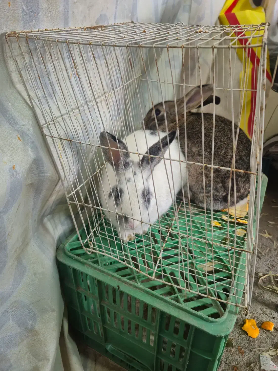 خرگوش|موش و خرگوش|چناران, |دیوار