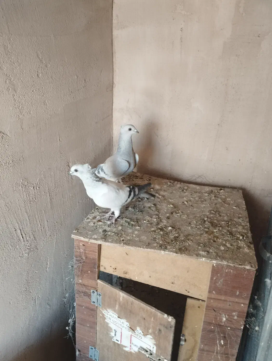 کبوتر شامی کاکل|پرنده|مبارکه, |دیوار