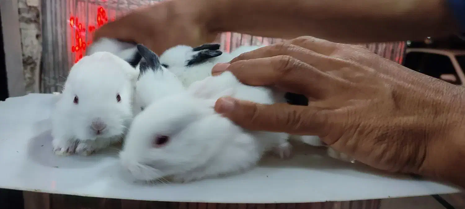 خرگوش|موش و خرگوش|کرج, حیدرآباد|دیوار