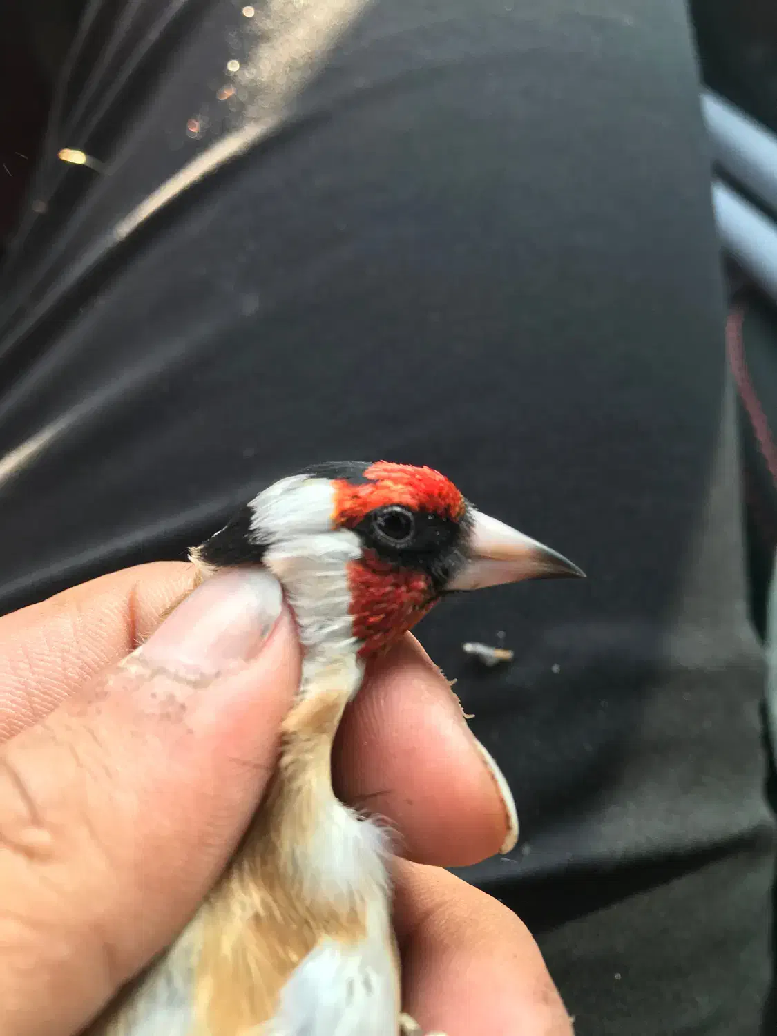 قناری نر سهره محاجر|پرنده|اردبیل, |دیوار