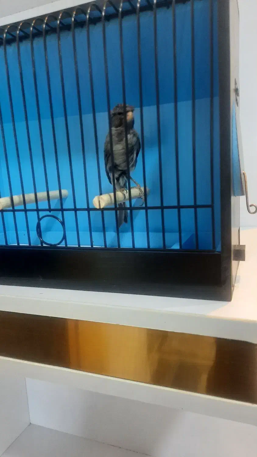 قناری نر توسی مست|پرنده|حمیدیه, |دیوار