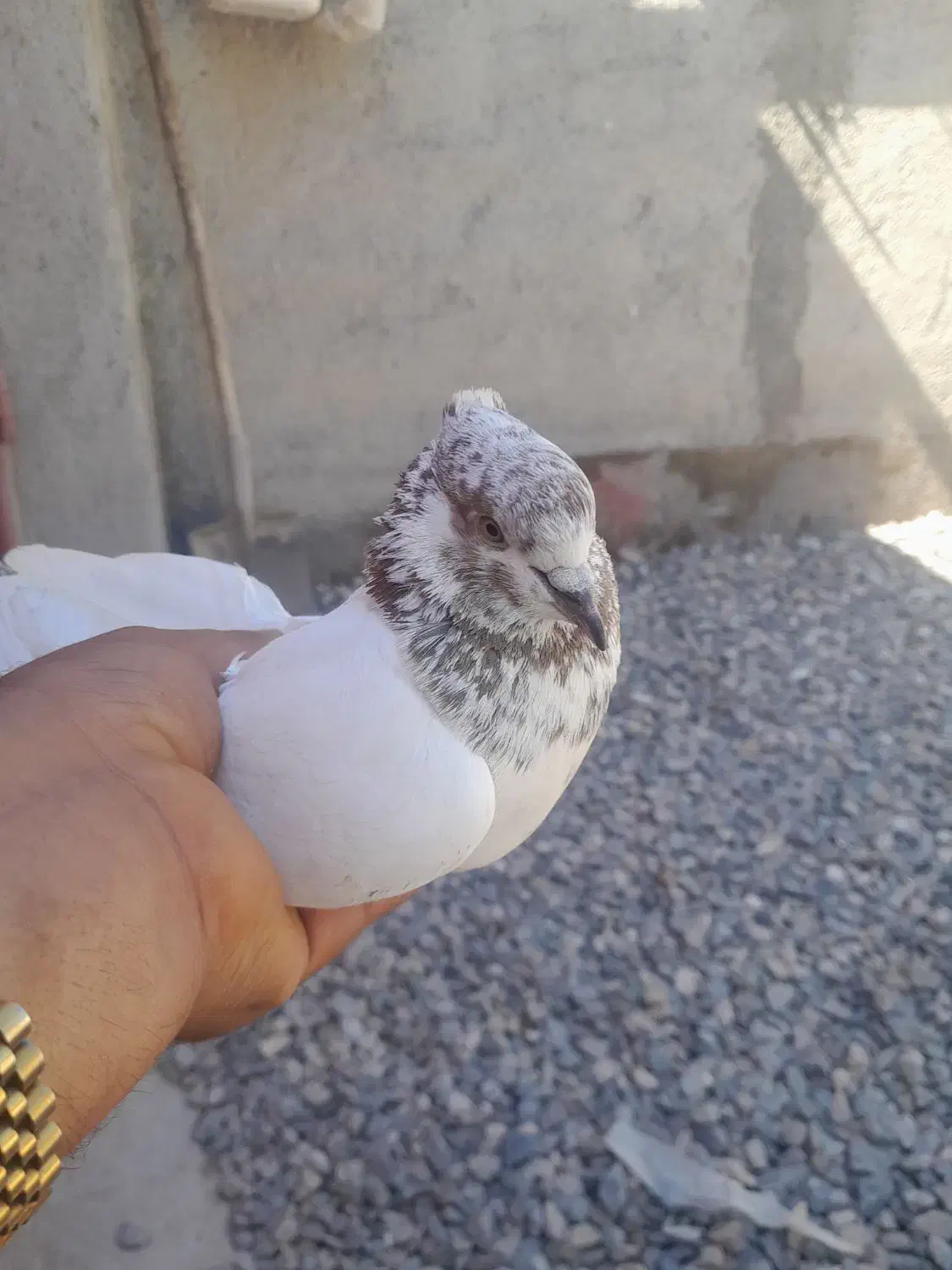 کبوتر|پرنده|مینودشت, |دیوار